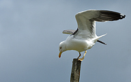 02 Lesser black-backed gull (Larus fuscus)